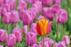 USA, Washington State, Skagit Valley, Lone orange tulip amongst pink tulips Art Print